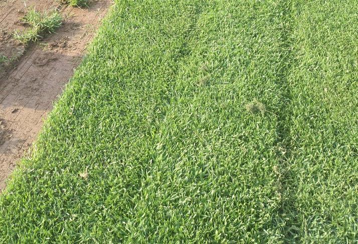 蘭引三號草 中山蘭引三號草皮 廣州蘭引三號草皮約3.00元